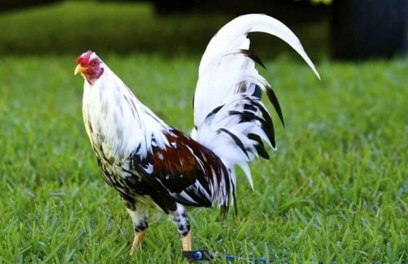 Chicken road casino, chicken road game