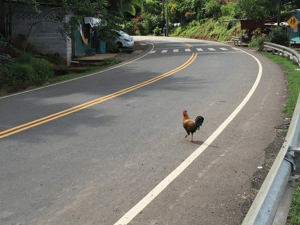 Ontdek de Eerste Zet van de Chicken Road Gokspel in Nederland nu beschikbaar in Netherlands