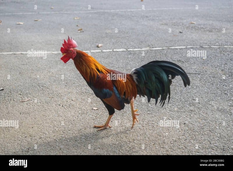 Descubre el emocionante juego de la Carretera de Pollo en España, chicken road españa Descubre el emocionante juego de la Carretera de Pollo en España, chicken road españa